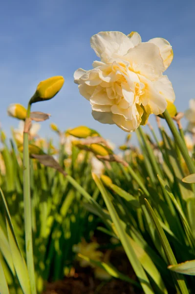 Double Daffodils — Stock Photo, Image