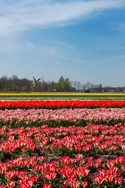 Campos con tulipanes en Holanda — Foto de Stock