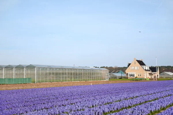 Nizozemské zemědělství krajina — Stock fotografie