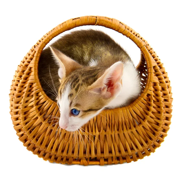 Pequeño gato en cesta —  Fotos de Stock
