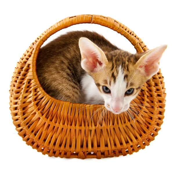 Маленький кіт у кошику — стокове фото