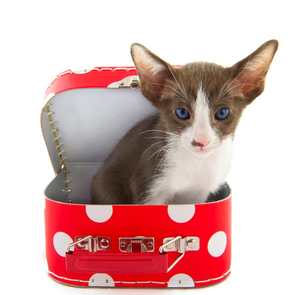 Котёнок в красном чемодане — стоковое фото