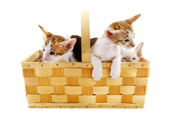 Маленькие кошки в корзине — стоковое фото