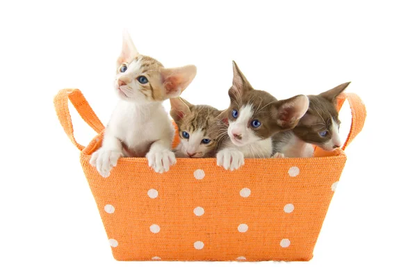Narancssárga kosarat a kis macskák — Stock Fotó