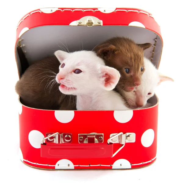 Kleine katten in rode koffer — Stockfoto