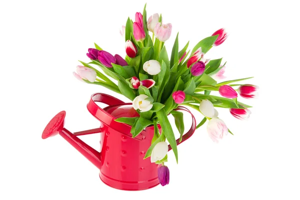 Барвисті букетні тюльпани в балончику для поливу — стокове фото