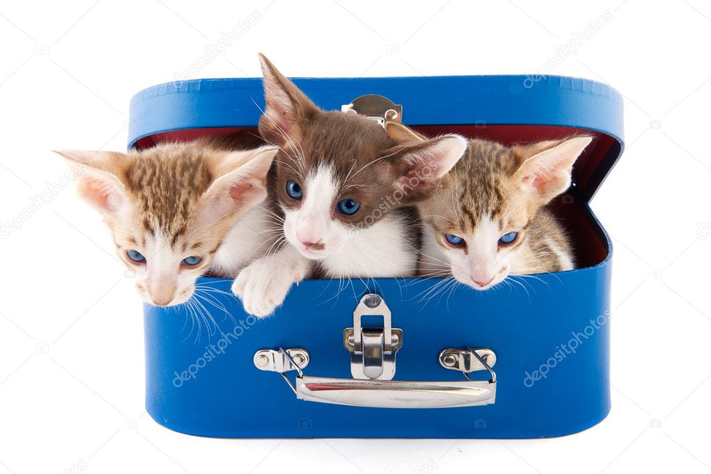 Little cats in basket
