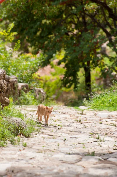 Natureza grega com gato vadio — Fotografia de Stock
