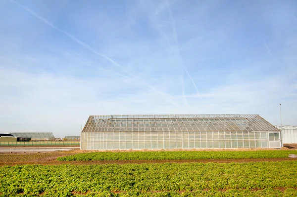 Greenhouse for agriculture — Stock Photo, Image