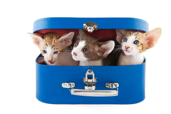 Malé kočky v košíku — Stock fotografie