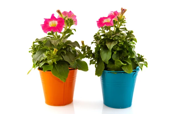 Roze tuin planten — Stockfoto