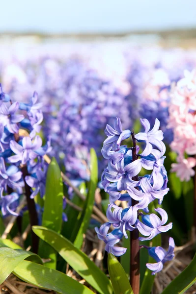 Lila och rosa hyacinter — Stockfoto