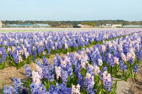 Purple and pink Hyacinths — Stock Photo, Image