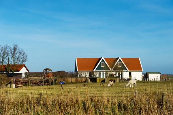 Голландский пейзаж — стоковое фото