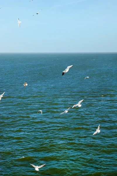 Gaviotas sobre el mar — Foto de Stock