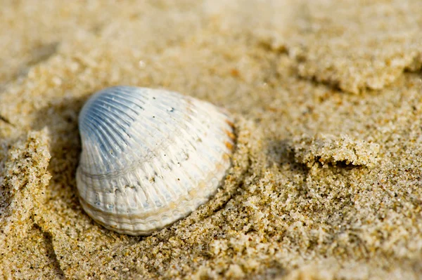 Оболочка на пляже — стоковое фото