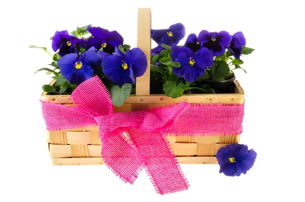 蓝三色紫罗兰花 — 图库照片