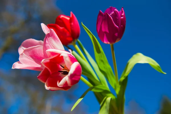 屋外の花束チューリップ — ストック写真