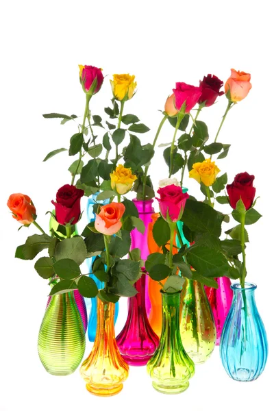 Barevné růže — Stock fotografie