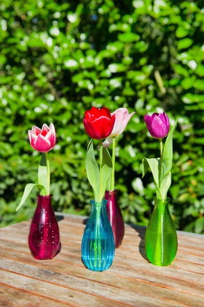 Tulpaner i trädgården — Stockfoto