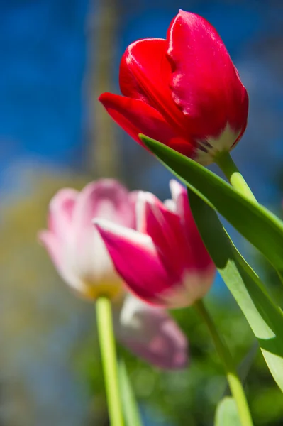 Bunte Tulpen in der Natur — Stockfoto