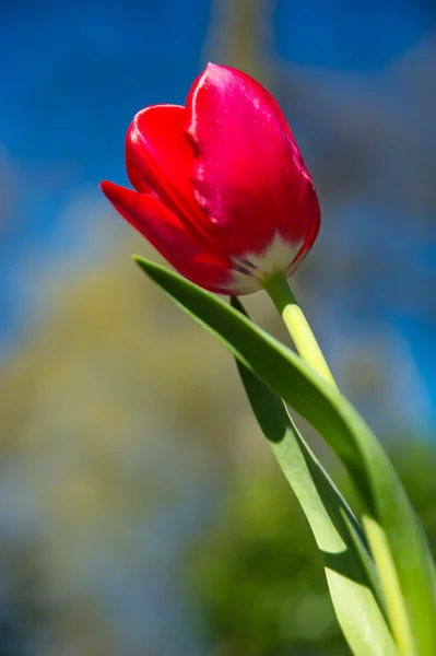 Tulipa vermelha única — Fotografia de Stock