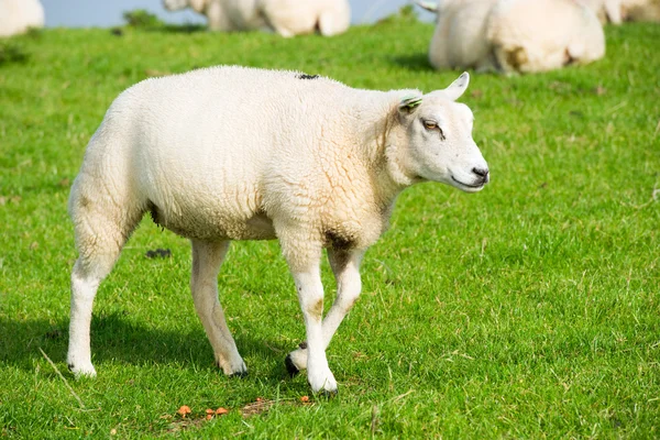 Овцы у дамбы — стоковое фото