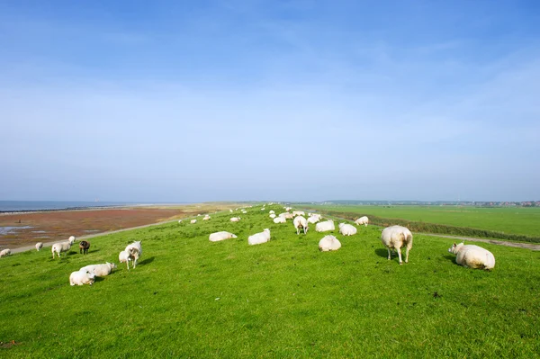 Dique com ovelhas em Dutch Ameland — Fotografia de Stock
