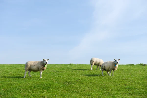 Schafe am Grasdeich — Stockfoto