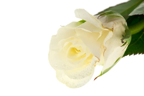 Bílou růži — Stock fotografie