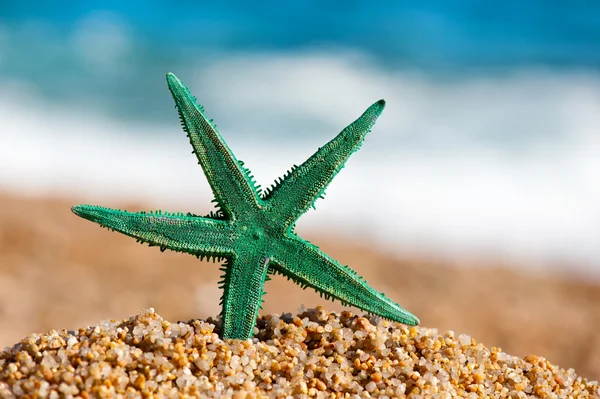 Estrella de mar verde —  Fotos de Stock