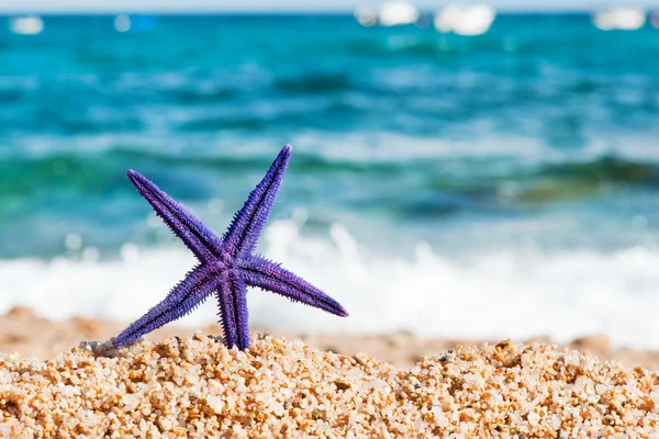 Purple starfish — Stock Photo, Image