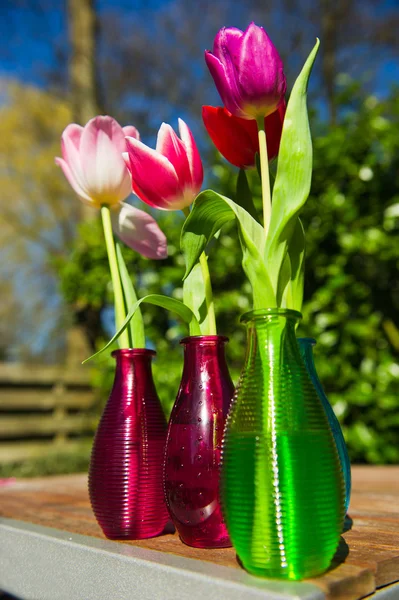 Tulips in the garden — Stock Photo, Image