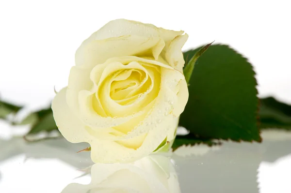 Trandafir alb — Fotografie, imagine de stoc