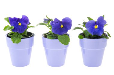 Blue pansy plants