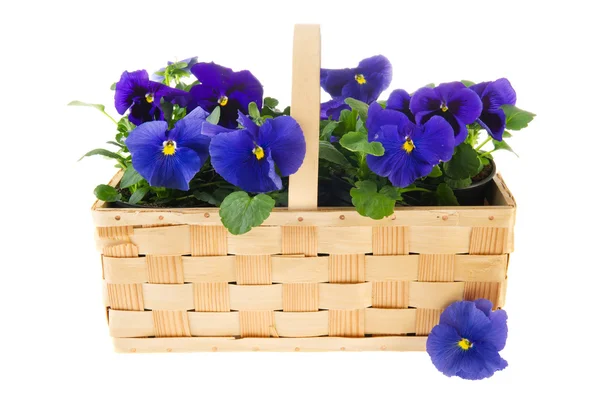 Basket Pansy flowers — Stock Photo, Image