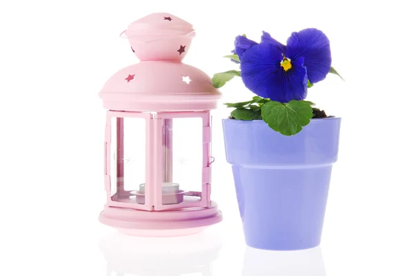 Pianta blu pansy con lanterna rosa — Foto Stock