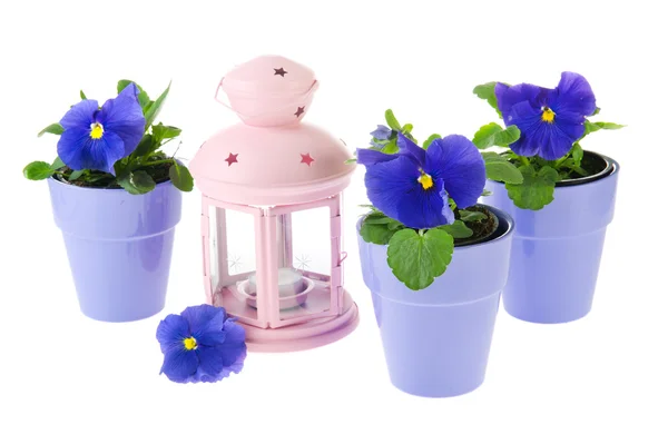 蓝三色紫罗兰植物与粉红灯笼 — 图库照片