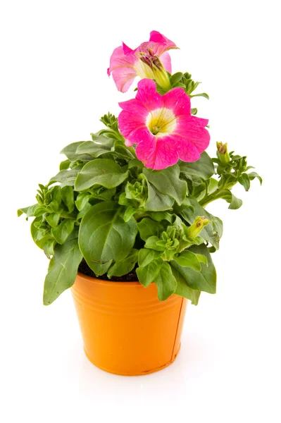 Colorful Petunia in bucket — Stock Photo, Image