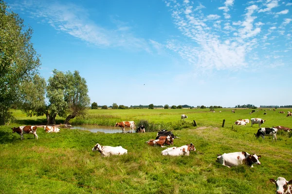 Paesaggio tipico olandese — Foto Stock