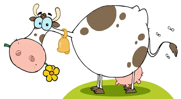 Вонючая Фермерская Корова Ест Цветок — стоковое фото