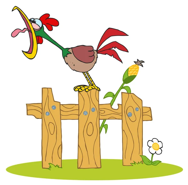 Lautes Krähen eines Hahns auf einem Holzzaun an einem Maisstängel — Stockfoto