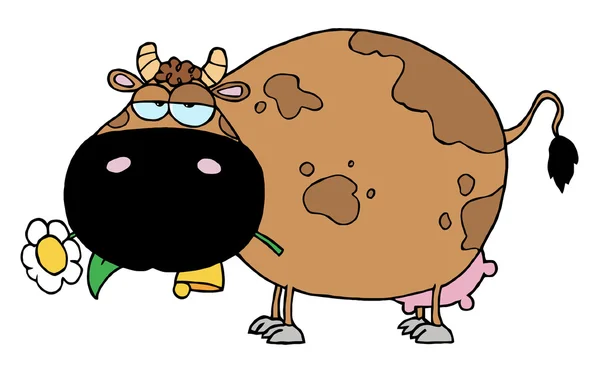 胖乎乎的棕色牛吃菊花花 — 图库照片