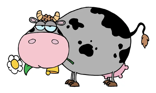 胖乎乎的灰色和黑色母牛吃菊花花 — 图库照片