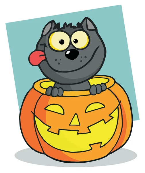 幸せな黒猫のカボチャ — ストック写真