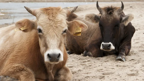 Vacas Lecheras Que Descansan Playa Lago Naturaleza Animales Toro Rumia —  Fotos de Stock
