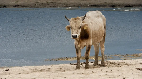 Γαλακτοκομική αγελάδα — Φωτογραφία Αρχείου