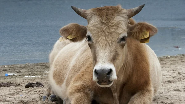 Zuivel Koeien Rustend Strand See Natuur Dier Bull Gepieker — Stockfoto