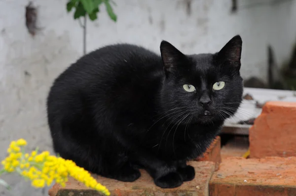 Gato negro —  Fotos de Stock