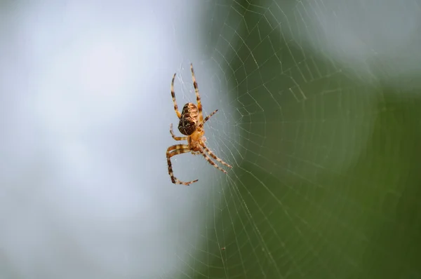 Araña en la web — Foto de Stock